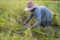 People Asian farmer harvest of the rice field in harvest season