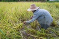People Asian farmer harvest of the rice field in harvest season