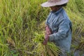 People Asian farmer harvest of the rice field in harvest season