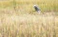 People asian farmer Harvest of the rice field in season harvest Royalty Free Stock Photo