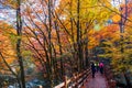 People in autumnal forest Royalty Free Stock Photo