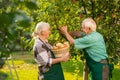 People with basket picking apples. Royalty Free Stock Photo