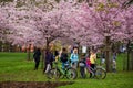 People with bicycles enjoying sakura tree blooming at park.