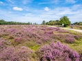 People bicycling through purple heathland, Hilversum, Netherlands