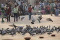 People and birds at Jama Masjid, Delhi Royalty Free Stock Photo