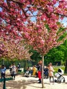 People in blooming sakura garden