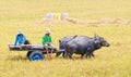 People with buffalo cart on rice field in Angiang, Vietnam