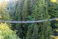 People on Capilano Suspension Bridge amongst trees Royalty Free Stock Photo