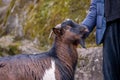 People caressing bezoar goat. Capra hircus Royalty Free Stock Photo