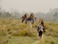 People carry grass in Chitwan national park nepal Royalty Free Stock Photo