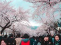 People celebrate cherry blossom festival
