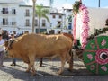 People celebrating the return of their Patron Saint, Flores to h