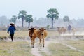 People with cows coming home at sunset in Angiang, Vietnam