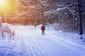 People cross-country skiing in the wintry forest in synny day