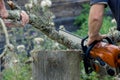 People cut trees in lichen with gasoline saw