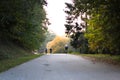 People cycling on a bicycling through a forest on a long road having fun. biker, biking, fall. landscape, healthy, fun, joy