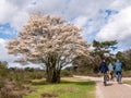 People cycling on bike path and juneberry tree, Amelanchier lamarkii, blooming in spring, Netherlands