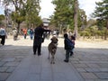 People and deer at nara park, 2016 Royalty Free Stock Photo