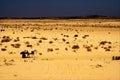 People in the desert of tunisia