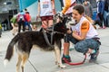 People and dogs in the amateur race in Encamp. Canicross in Andorra