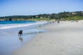 People and dogs having fun on the beach, Carmel-by-the-Sea, Monterey Peninsula, California