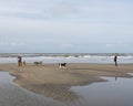 People and dogs on north sea beach in the netherlands Royalty Free Stock Photo