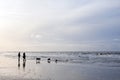 People and dogs stroll on north sea beach in holland Royalty Free Stock Photo