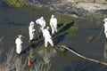 People doing environmental maintenance work in La Marjal Park, Alicante, Spain