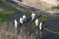 People doing environmental maintenance work in La Marjal Park, Alicante, Spain