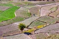 People doing terrace cultivation in a remote Himalayan countryside Royalty Free Stock Photo