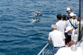 people and dolphins, whale watching