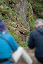 People on the edge of a cliff looking at a flock of Atlantic puffins