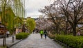 People enjoy cherry blossoms (sakura) in downtown Kyoto-city, Japan Royalty Free Stock Photo