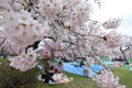 People enjoy picnic under cherry blossoms, sakura in Japanese, in Japan