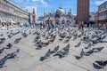 people enjoy the San Marco square in venice with many dowes at the floor waiting for being feeded Royalty Free Stock Photo