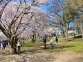 People enjoy the spring cherry blossoms at Toronto`s, High Park Royalty Free Stock Photo