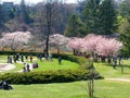 People enjoy the spring cherry blossoms at Toronto`s, High Park Royalty Free Stock Photo