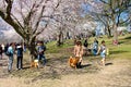 People enjoy the spring cherry blossoms at Toronto`s, High Park Royalty Free Stock Photo