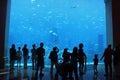 People enjoying Aquarium fishes Royalty Free Stock Photo