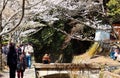 People enjoying the beautiful Sakura cherry blossoms trees along the famous Philosopher`s Walk in Kyoto