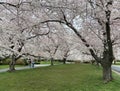 People Enjoying the Cherry Blossoms in Kenwood Maryland