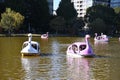 People enjoying a sunny day on a lake in pink swan boats