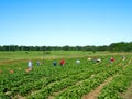 People families picking fresh strawberries on organic berry farm in summer Royalty Free Stock Photo