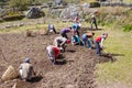 People farmers working at field harvest.