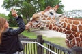 People feed giraffes in the Miami Metro Zoo