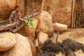 People feed ostriches in ZOO park, Bali, Indonesia. A Young Asian man is Feeding a Ostrich. Visitor feed the ostriches