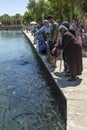 People feed the sacred fish at Balikli Gol.