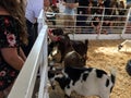 People feeding animals at petting zoo Royalty Free Stock Photo