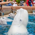 People feeding belugas Royalty Free Stock Photo