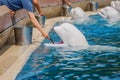 People feeding belugas Royalty Free Stock Photo
